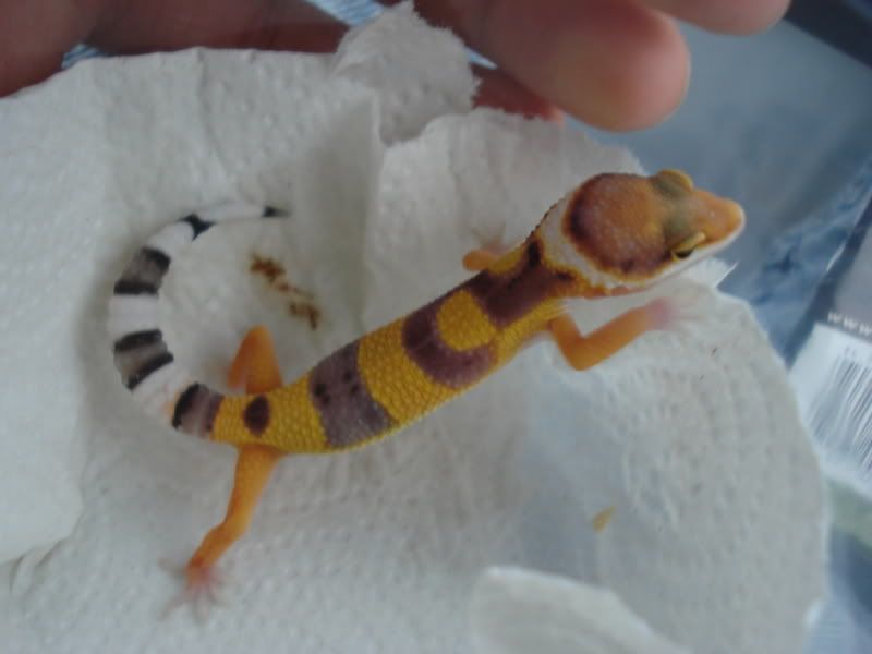 geckos12003.jpg