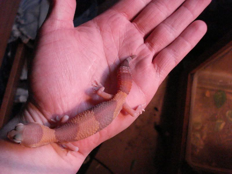 geckos16pristurushenkelihemithyc-10.jpg