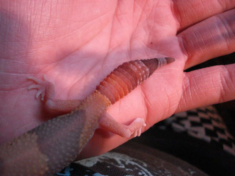 geckos16pristurushenkelihemithyc-9.jpg