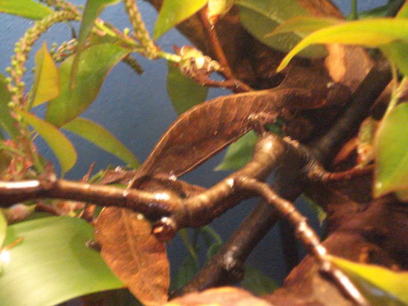 geckos17uroplatus002.jpg