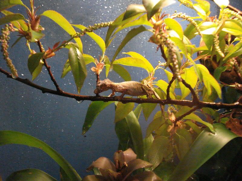 geckos17uroplatus003.jpg