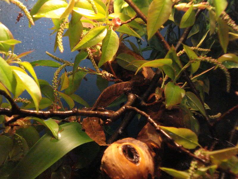geckos17uroplatus004.jpg
