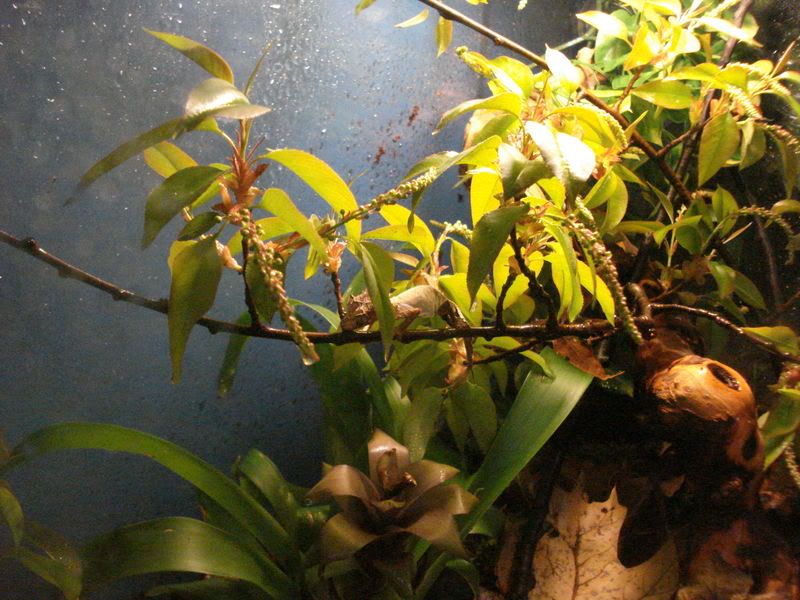 geckos17uroplatus005.jpg