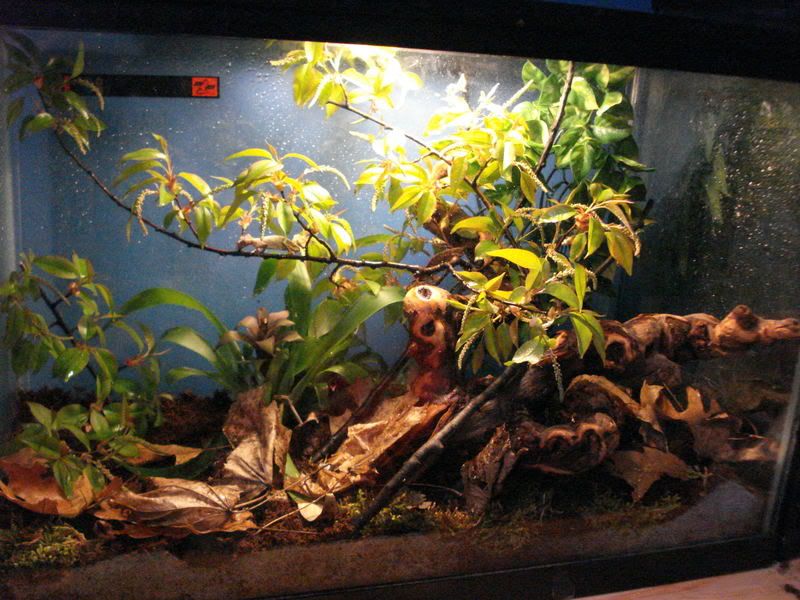 geckos17uroplatus006.jpg