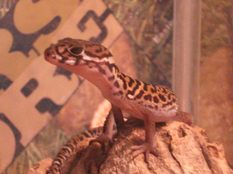 geckos19gonicoleonyx001.jpg
