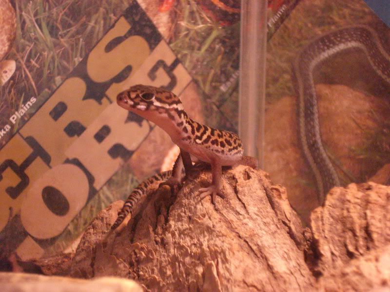 geckos19gonicoleonyx002.jpg