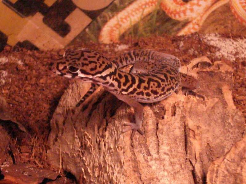 geckos19gonicoleonyx004.jpg