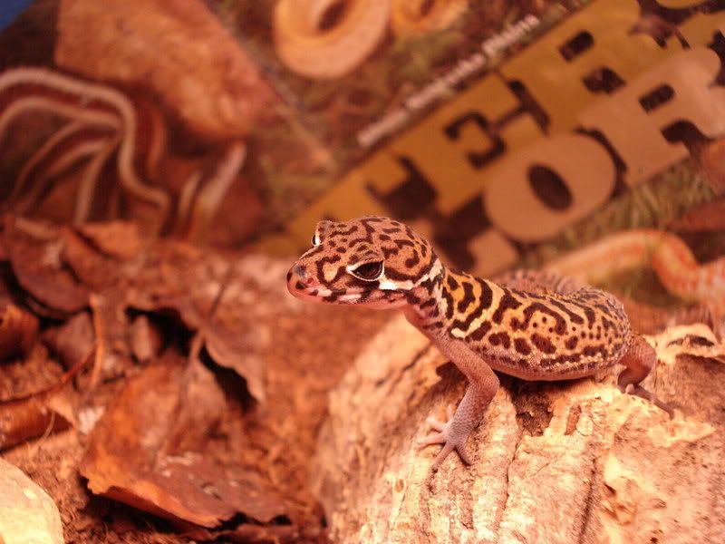 geckos19gonicoleonyx005.jpg