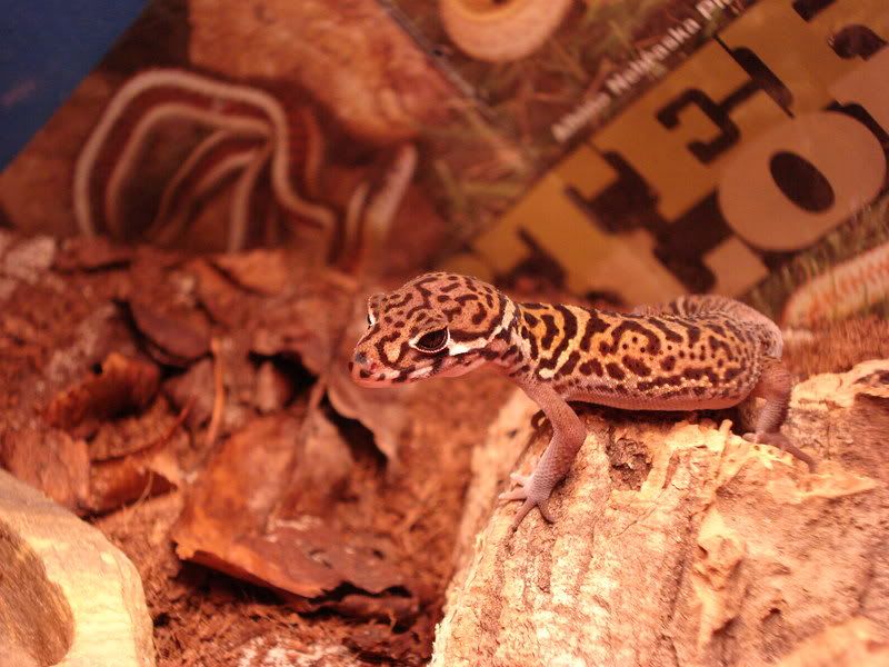 geckos19gonicoleonyx009.jpg