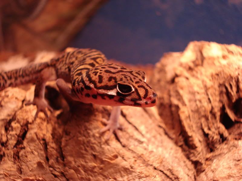 geckos19gonicoleonyx011.jpg