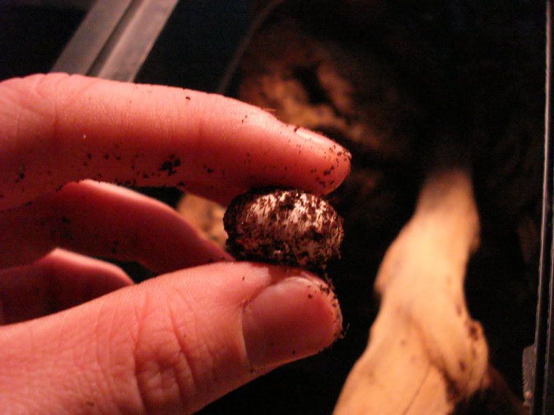 geckos19gonicoleonyx014.jpg