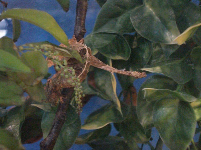 geckos20uroplatuspristurus001.jpg