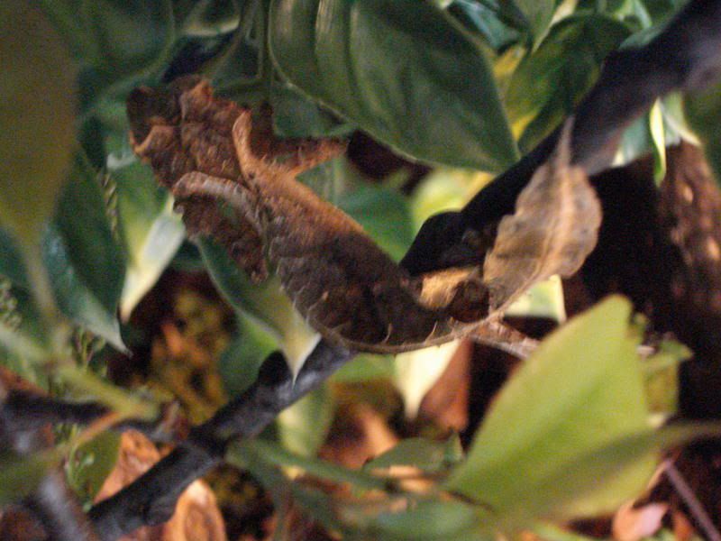 geckos20uroplatuspristurus002.jpg