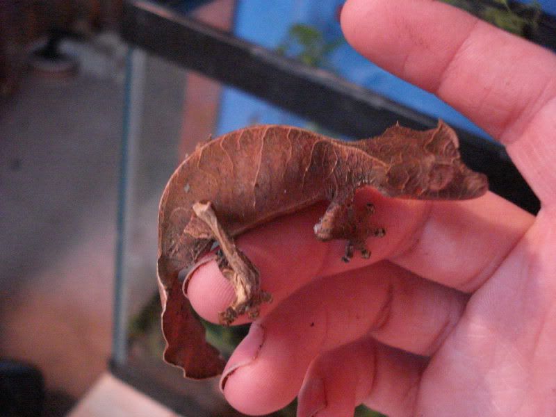 geckos20uroplatuspristurus003.jpg