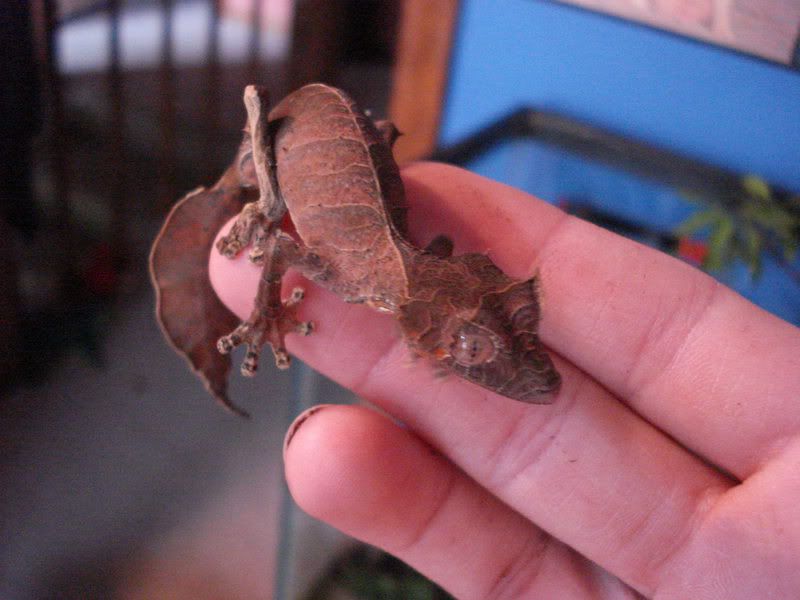 geckos20uroplatuspristurus004.jpg