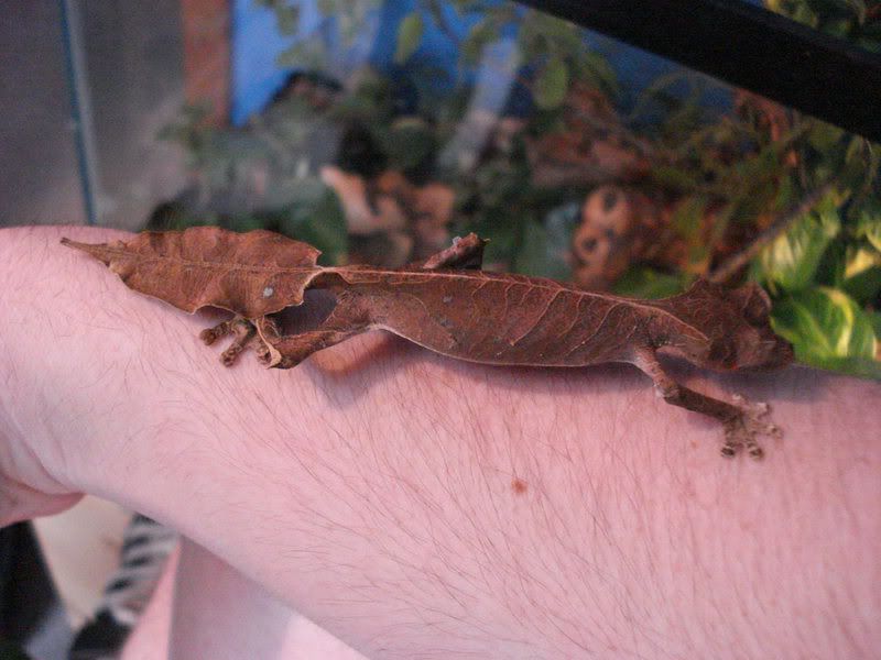 geckos20uroplatuspristurus005.jpg