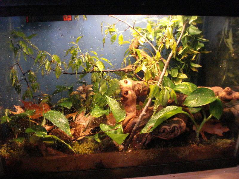 geckos20uroplatuspristurus006.jpg