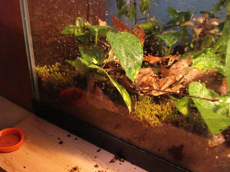 geckos20uroplatuspristurus007.jpg