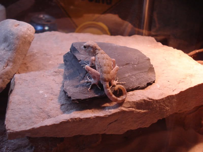 geckos20uroplatuspristurus008.jpg