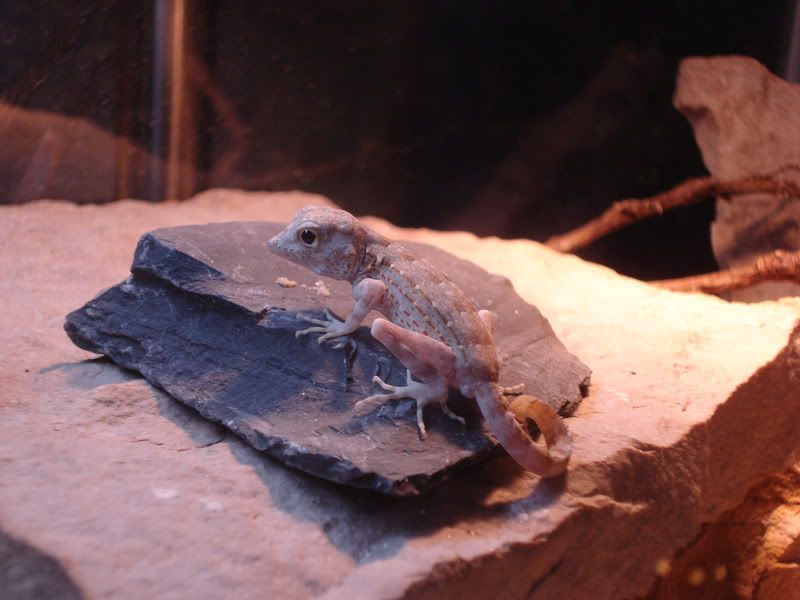geckos20uroplatuspristurus009.jpg