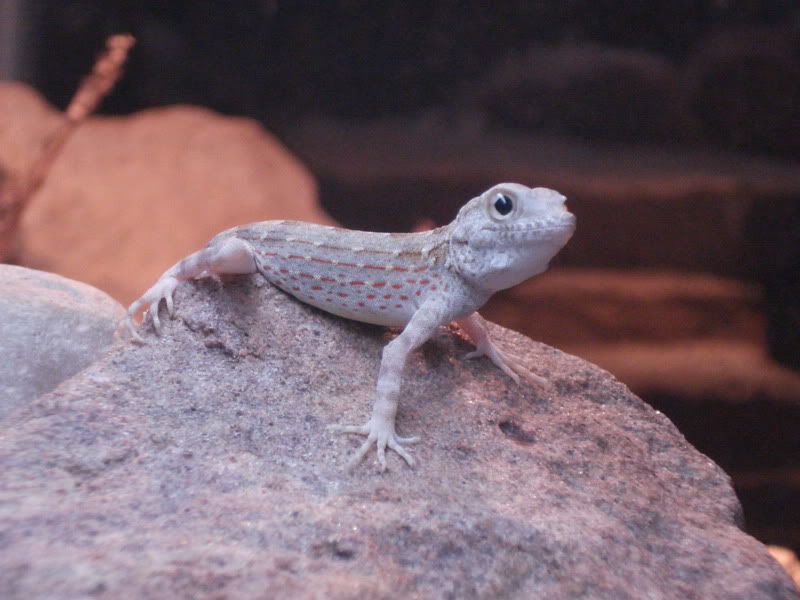 geckos20uroplatuspristurus011.jpg