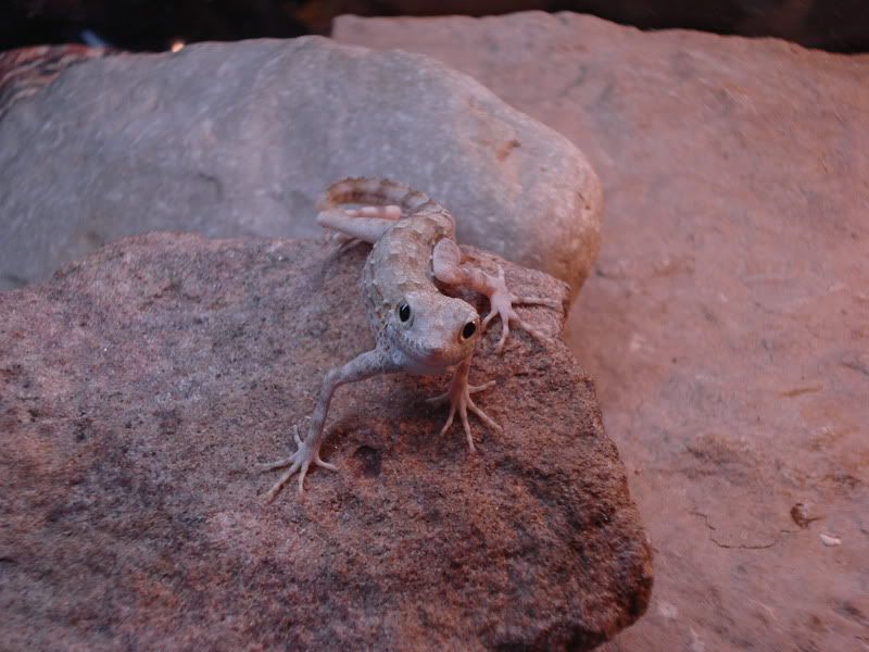 geckos20uroplatuspristurus013.jpg