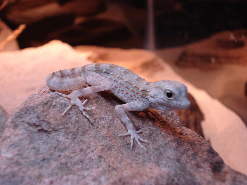 geckos20uroplatuspristurus014.jpg