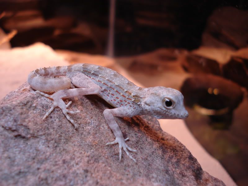 geckos20uroplatuspristurus015.jpg