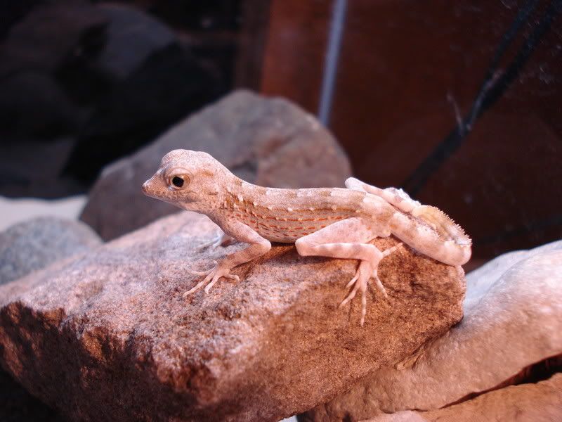 geckos20uroplatuspristurus017.jpg