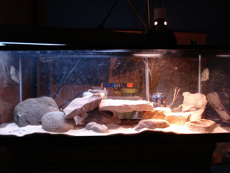 geckos20uroplatuspristurus018.jpg