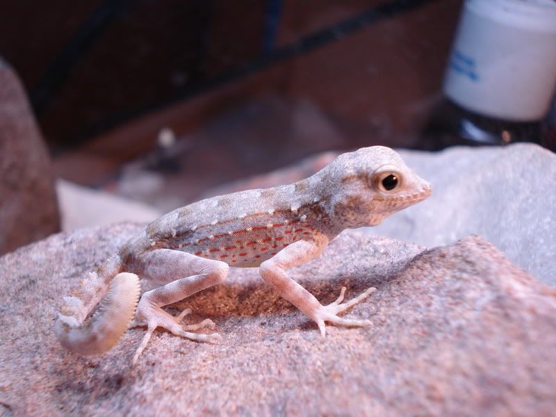 geckos20uroplatuspristurus019.jpg