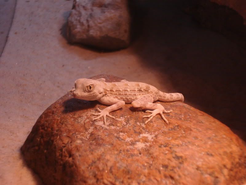 geckos21pristurus001.jpg
