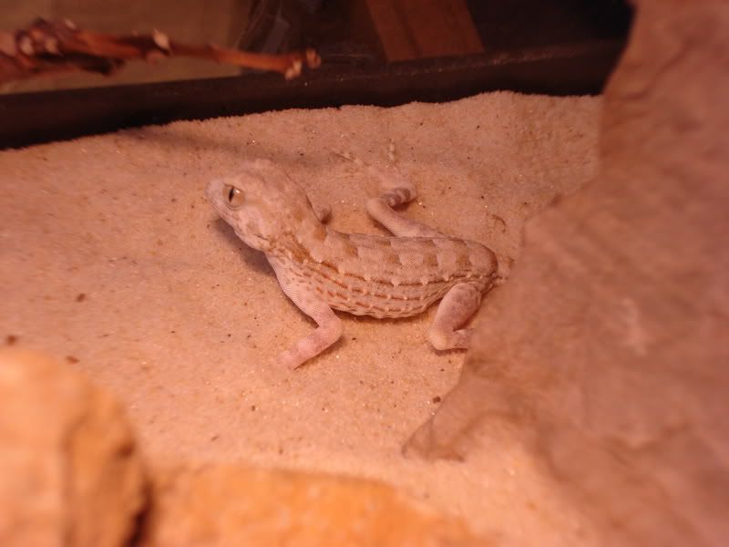 geckos21pristurus002.jpg