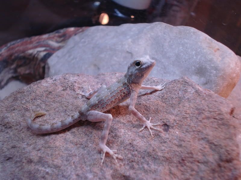 geckos21pristurus003.jpg