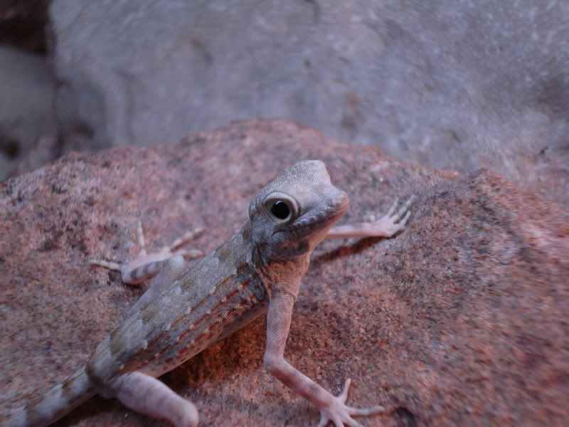 geckos21pristurus004.jpg