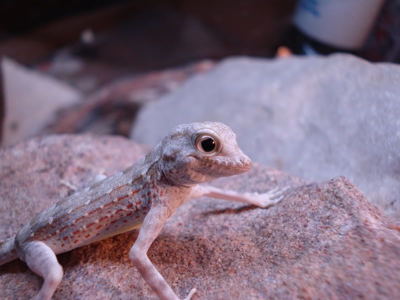 geckos21pristurus009.jpg