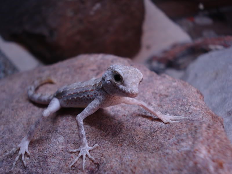 geckos21pristurus010.jpg