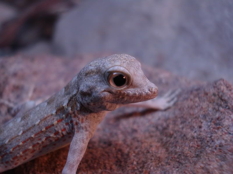geckos21pristurus011.jpg