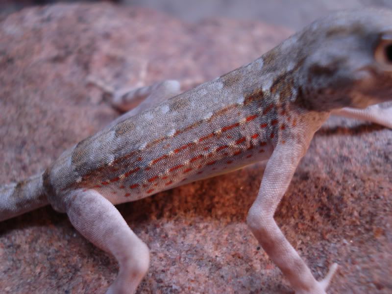 geckos21pristurus012.jpg