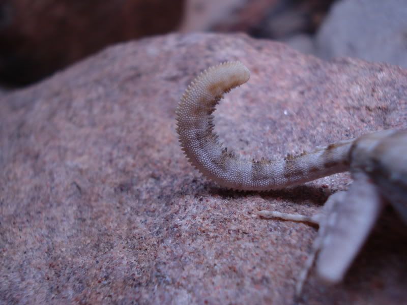 geckos21pristurus013.jpg