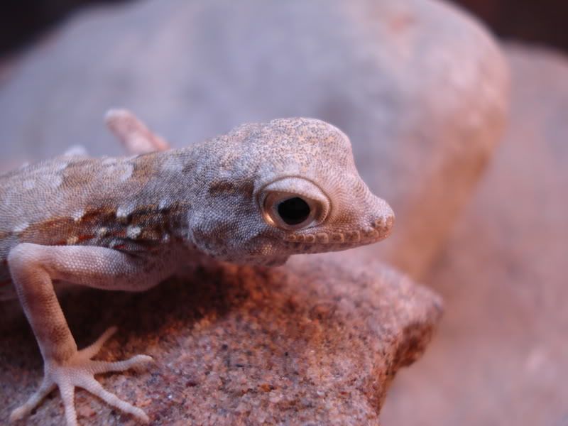 geckos21pristurus015.jpg