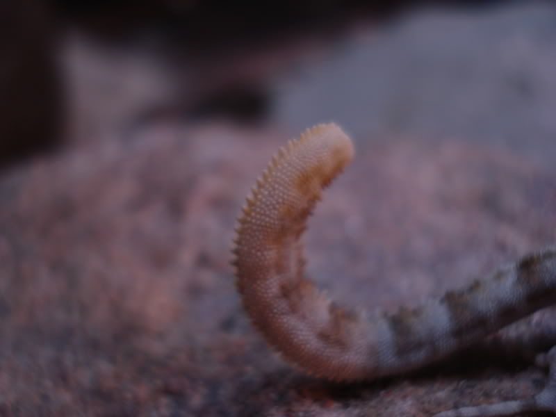 geckos21pristurus016.jpg