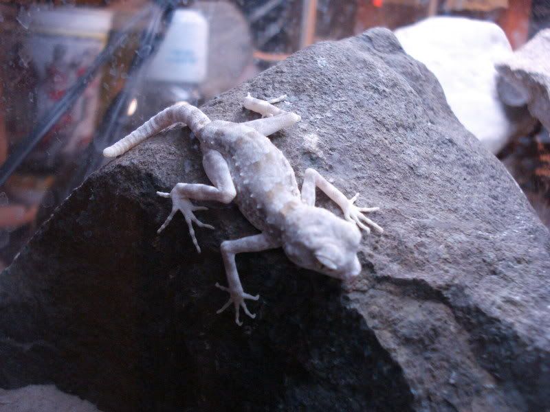 geckos22001.jpg
