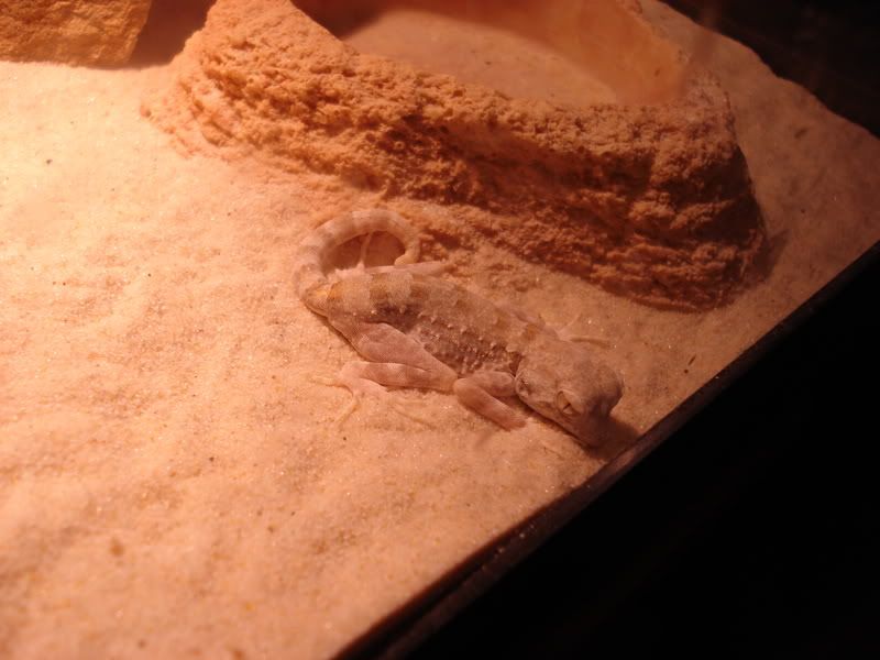 geckos22004.jpg
