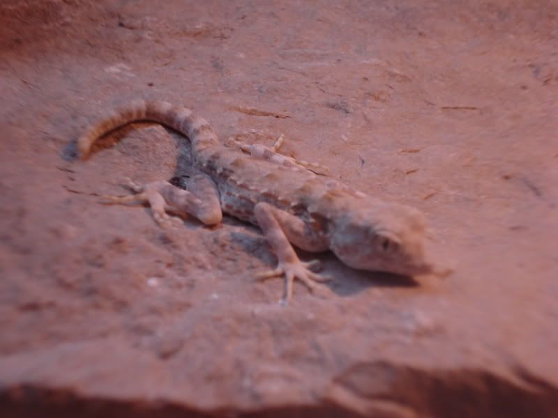 geckos22005.jpg
