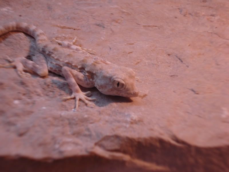 geckos22006.jpg