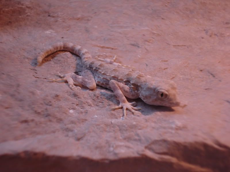 geckos22007.jpg