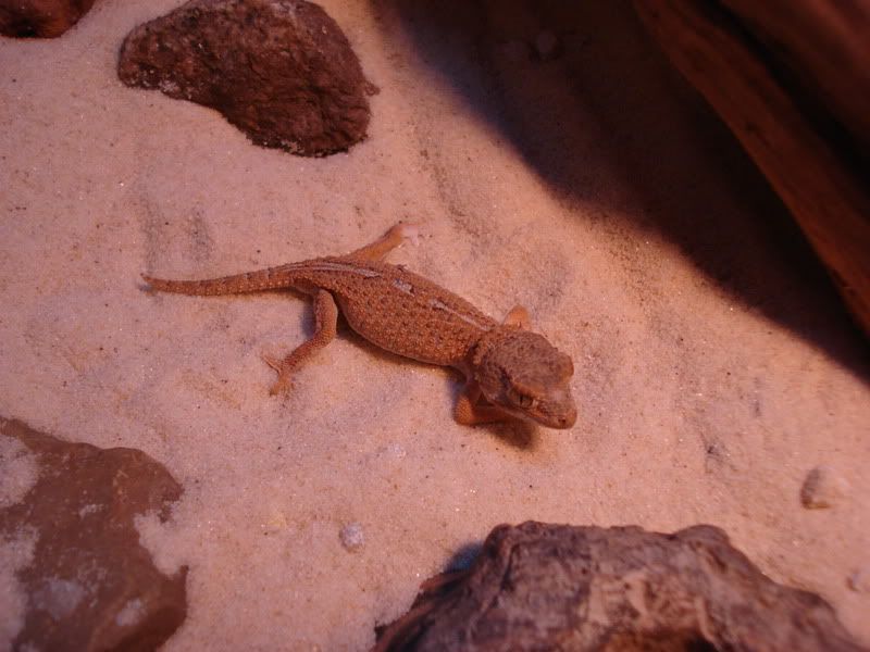 geckos23chazliaestenodactylus001.jpg