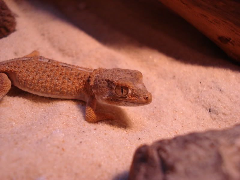geckos23chazliaestenodactylus002.jpg