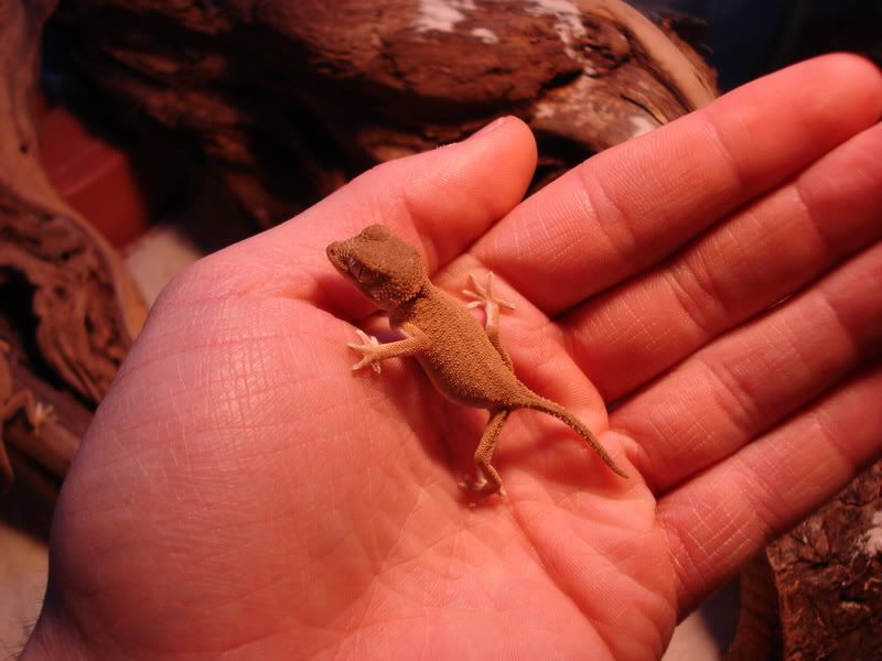 geckos23chazliaestenodactylus003.jpg